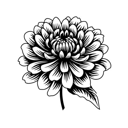 Chrysanthemum silhouette vector illustration. Chrysanthemum silhouette, Icon and Sign.のイラスト素材