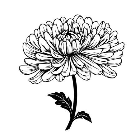 Chrysanthemum silhouette vector illustration. Chrysanthemum silhouette, Icon and Sign.のイラスト素材