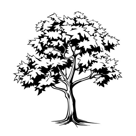 Maple tree silhouette vector illustration. Maple tree silhouette, Icon and Sign.のイラスト素材