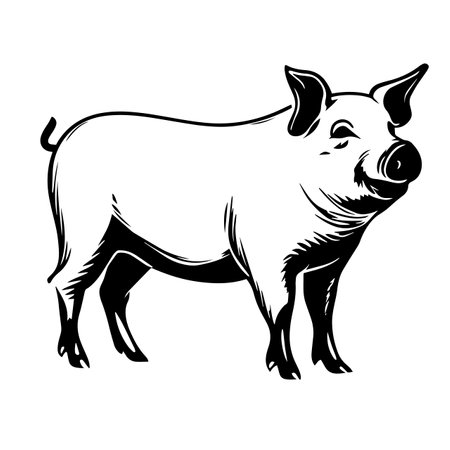 Pig silhouette vector illustration. Pig silhouette, Icon and Sign.のイラスト素材