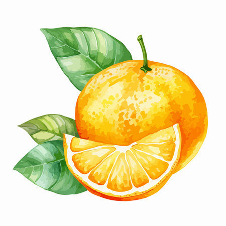 Watercolor vector illustration of a banner with citrus fruits and leaves.のイラスト素材