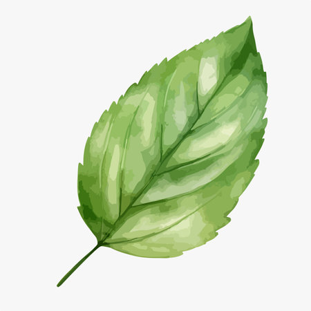 Watercolor vector illustration of a set featuring herbs, wildflowers, and spices.のイラスト素材