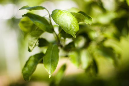 Apple leaces background on summerの写真素材