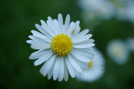 Flowerの写真素材