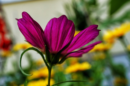 Flowerの写真素材