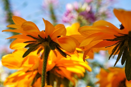 flowersの写真素材