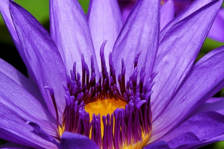water lilyの写真素材