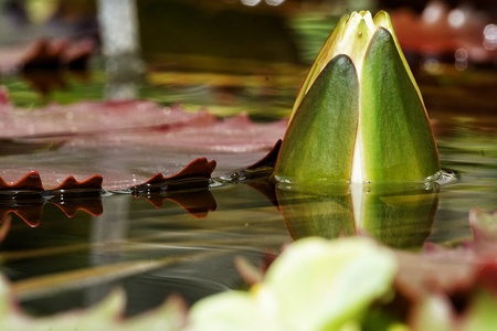 water lilyの写真素材
