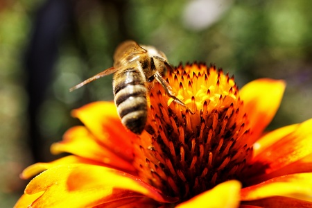 Flower with beeの写真素材