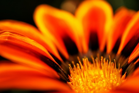 Flowerの写真素材