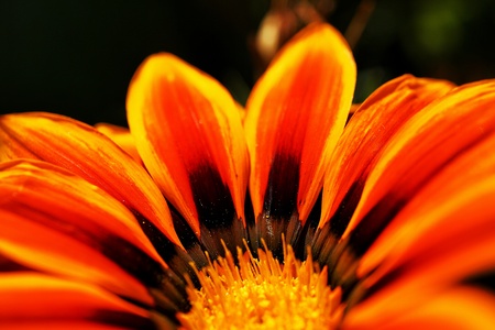 Flowerの写真素材
