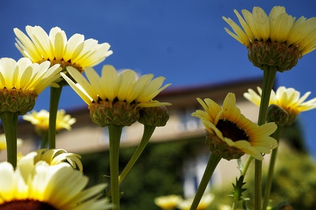Flowersの写真素材
