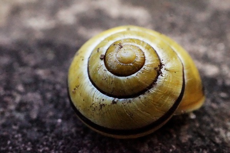 Shellの写真素材