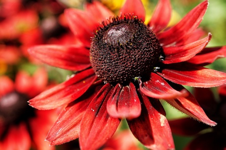 Flowerの写真素材