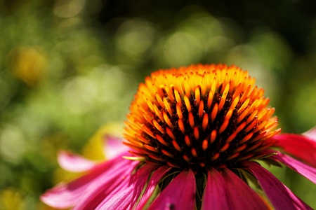 Flowerの写真素材