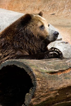 brown bearの写真素材