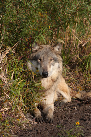 Grey Wolf canis lupus