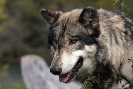 Grey Wolf canis lupus