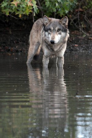 Wolf, canis lupus, portrait in natural setting