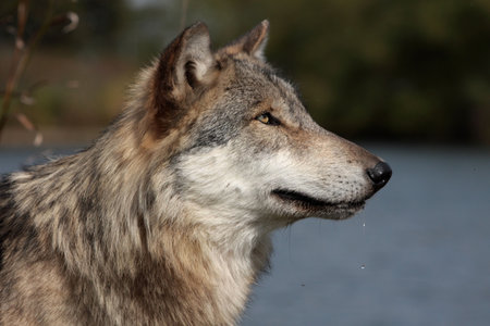 Wolf, canis lupus, portrait in natural setting