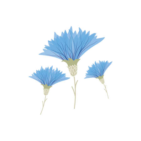 hand drawn three cornflower vector illustration. creative floral designs for fabric, wrapping, wallpaper, textile, apparel.の写真素材