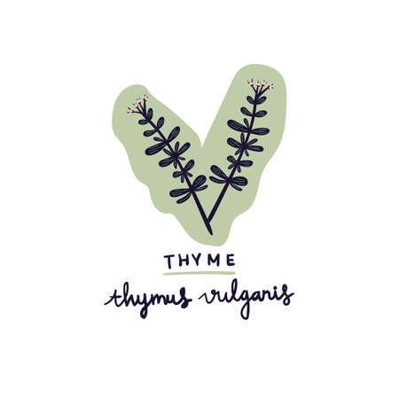 hand drawn herb thyme vector illustration. Creative herb texture for fabric, wrapping, textile, wallpaper, apparel.のイラスト素材