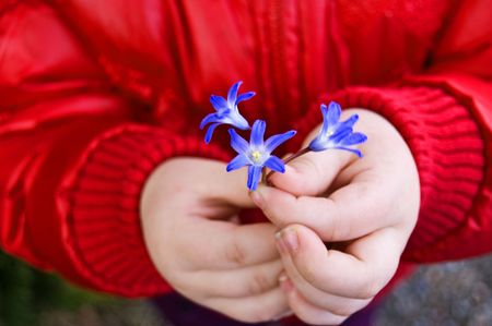 Child hands holding 3 blue snowdrops (lat.Galanthus)の写真素材