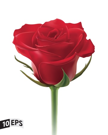 Red rose isolated on white background  illustrationのイラスト素材