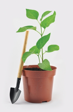 Garden flower pot with shovel and sproutの写真素材