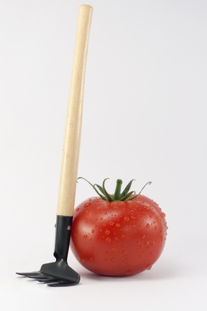 Tomato with rake  With clipping pathの写真素材