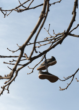 Old shoes hung from a treeの写真素材