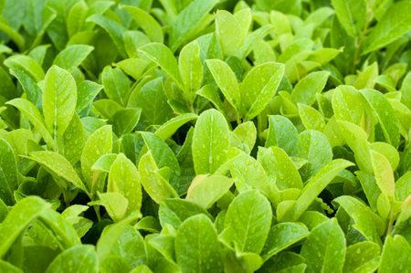 Water drops on green plant leaf