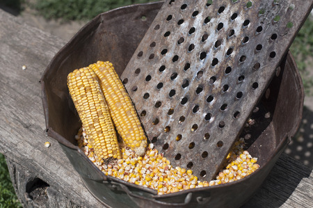Raw golden corncobの写真素材