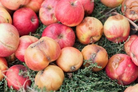 Fallen rot apples