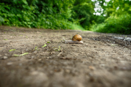 Snail Crawling in the Woodsの写真素材