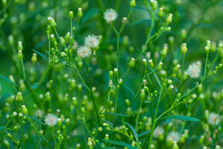 Green leaves foliage texture background
