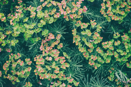 Plants for Background
の写真素材