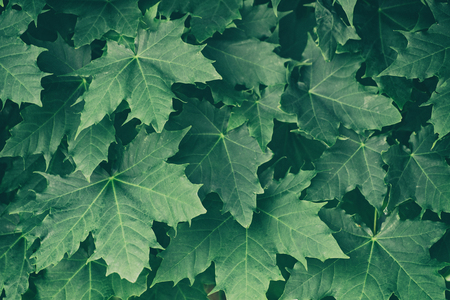 Green maple leaves on a tree branchの写真素材