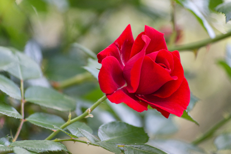 Rosa rossa. Single red roseの写真素材