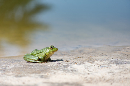 Green frog on the sand. Closeup side viewの写真素材
