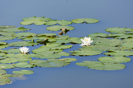 Water lily in a village pondの写真素材