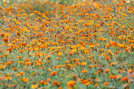 Summer blurred background with growing flowers calendula, marigoldの写真素材