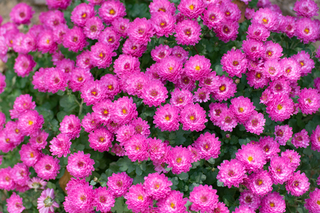 Aster, herbstastern. Bees on small violet autumn flowersの写真素材