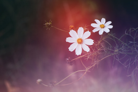 White daisies on colored blured backgroundの写真素材
