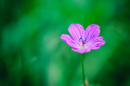 Beautiful flower on blurry grass backgroundの写真素材