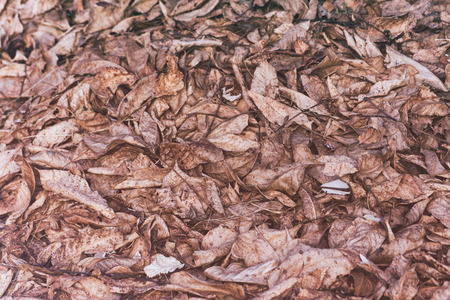 Dry old leaves on the floor background.の写真素材
