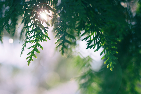 Branch of thuja on blurred backgroundの写真素材