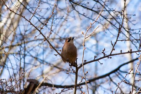 Jay on the treeの写真素材