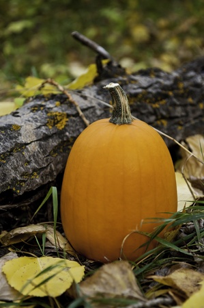 Pumpkin sitting next to a log surrounds by colorful fall leavesの写真素材