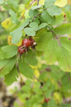 Rose hips from the Alberta Wild Roseの写真素材